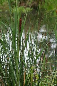 Typha angustifolia 