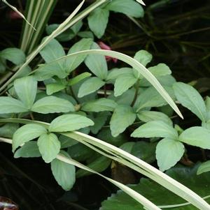 Menyanthes trifoliata 
