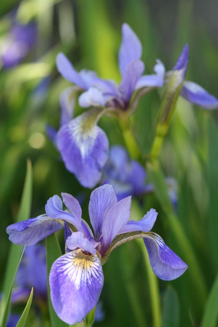 Iris versicolor Blue flag iris from Kind Earth Growers