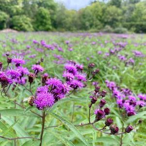 Vernonia noveboracensis 