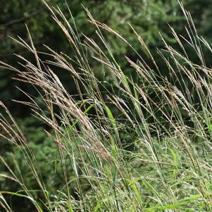 Andropogon gerardii 