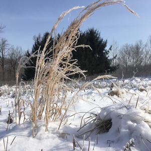 Andropogon virginicus 