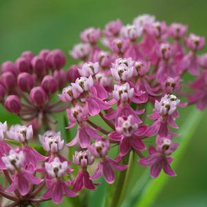 Asclepias incarnata 