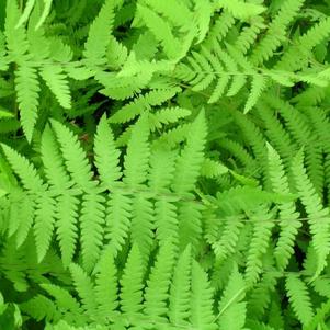 Thelypteris palustris 