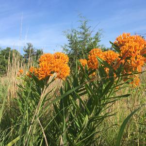 Asclepias tuberosa 