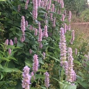 Agastache foeniculum 