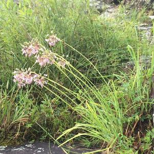 Allium cernuum 