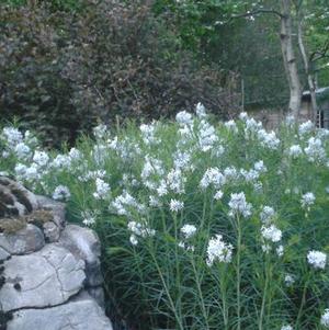 Amsonia hubrichtii 