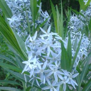 Amsonia tabernaemontana var. salicifolia 