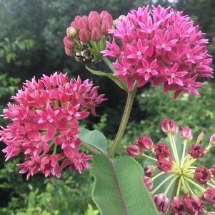 Asclepias purpurascens 