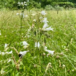 Penstemon digitalis 