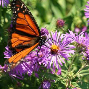 Symphyotrichum novae-angliae 