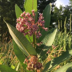 Asclepias syriaca 