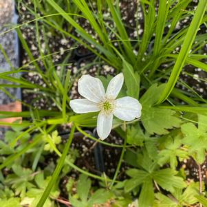 Anemone canadensis 