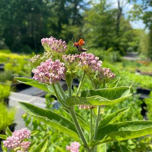 Asclepias incarnata 