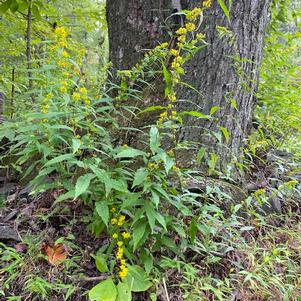 Solidago caesia 