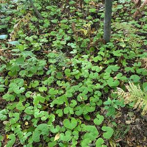 Asarum canadense 